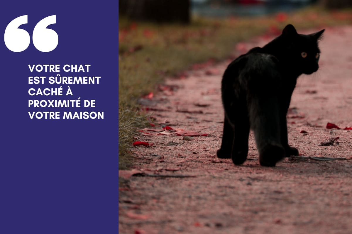 Les 7 choses à faire pour retrouver un chat perdu plus vite