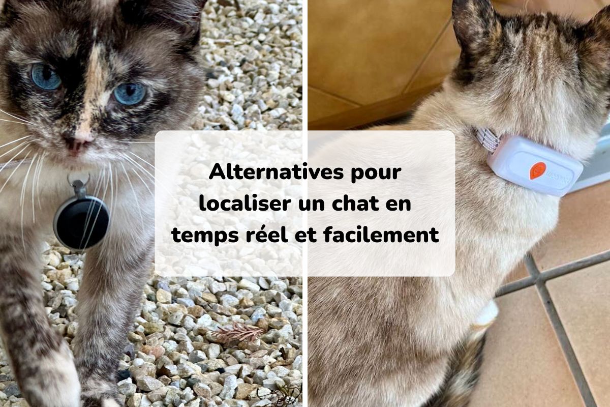 les alternatives pour localiser un chat sans sa puce