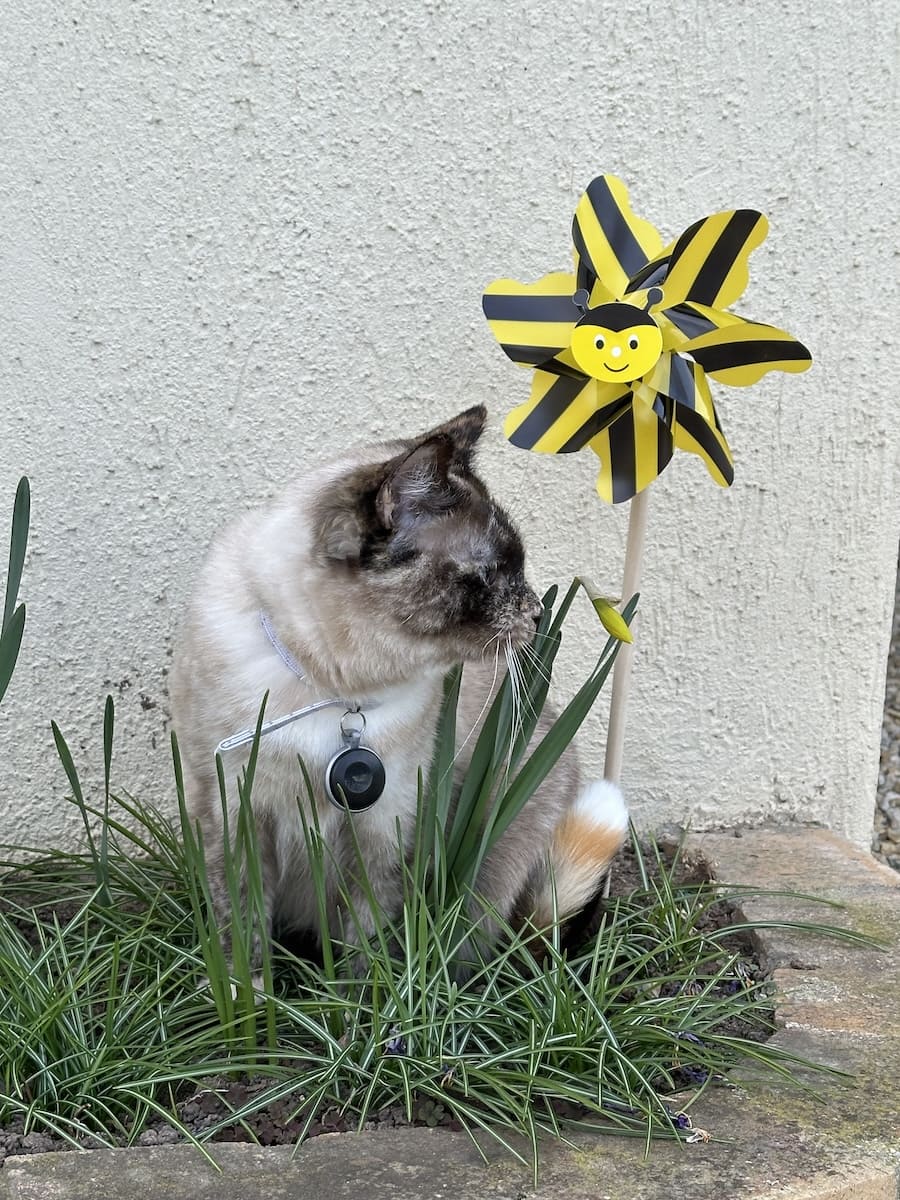 mon-chat-vaya-et-son-collier-feelloo Vayana avec son collier GPS FEELLOO